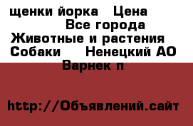 щенки йорка › Цена ­ 15 000 - Все города Животные и растения » Собаки   . Ненецкий АО,Варнек п.